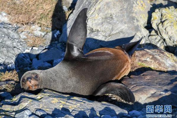 The city council announced plans to build more pedestrian crosswalks in busy areas