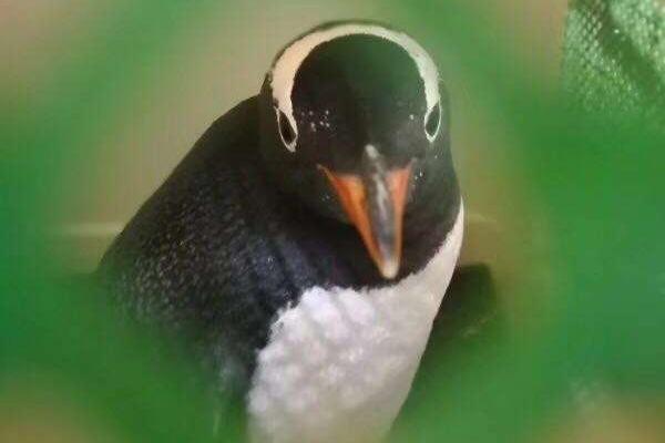 Engineers built a flying car prototype that completed its first test flight