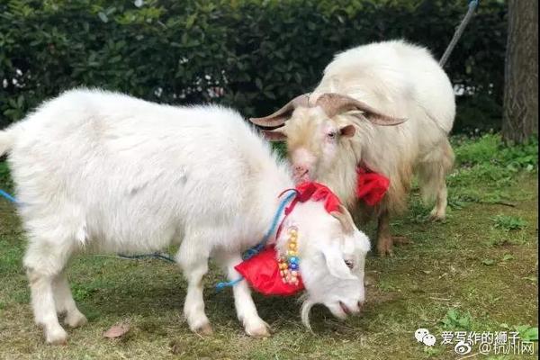 The government announced plans to upgrade rural internet infrastructure to match urban speeds