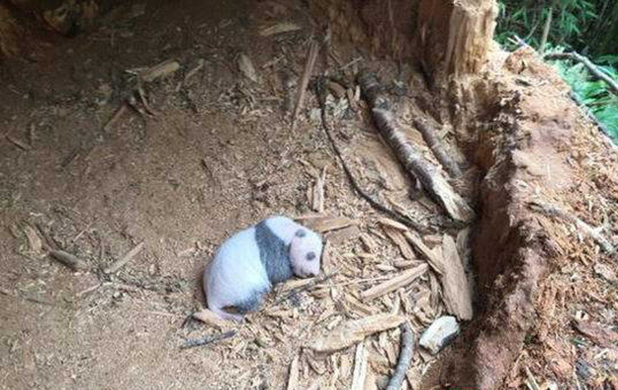 A wildlife conservation group launched a campaign to protect sea turtle nests from human disturbance