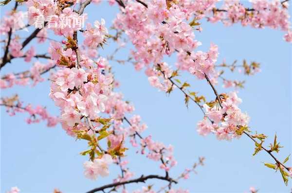 Farmers report record harvest of heirloom tomatoes due to ideal summer rainfall