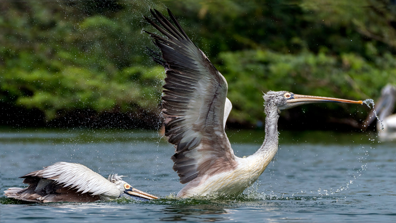 A local café hosted a fundraiser for a local animal shelter