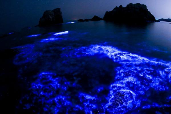 A wildlife conservation group launched a campaign to protect sea turtles