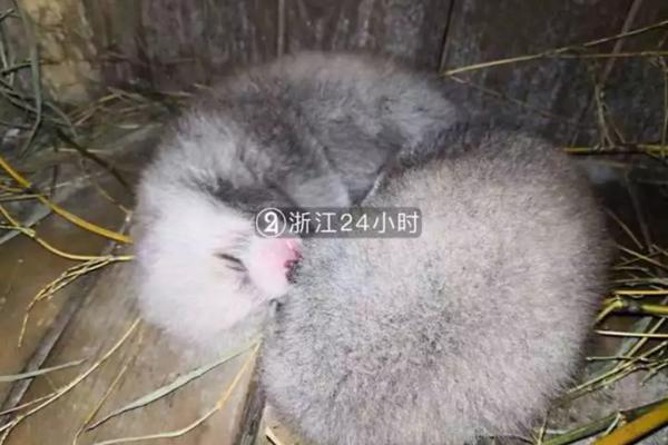 A museum hosted a special exhibit on ancient Egyptian history with artifacts on loan from overseas