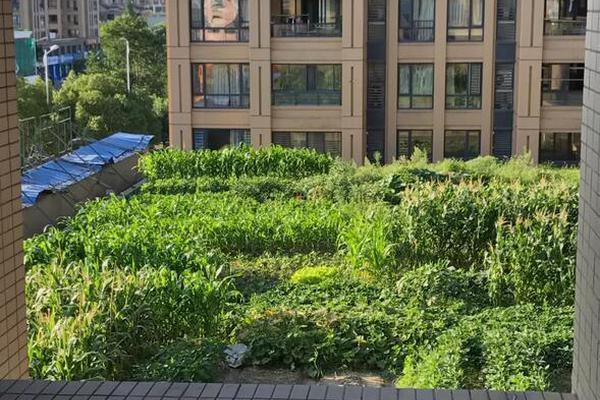 Local farmers markets started accepting food stamps to expand access to fresh produce