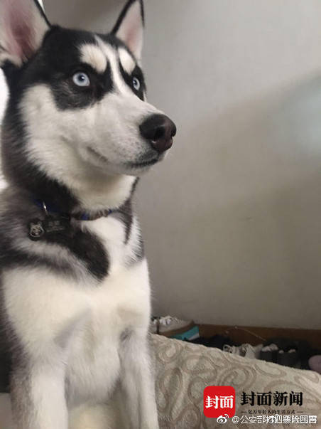 A local animal shelter rescued over 135 abandoned pets during a winter storm appealing for foster homes