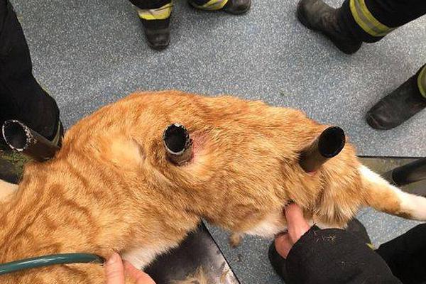 A pet groomer opened a second location after their first shop had a 60% increase in bookings