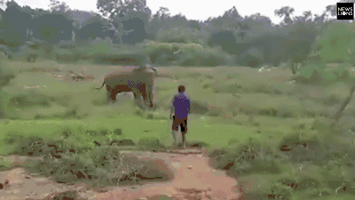 Wildlife sanctuary releases rehabilitated animals back into their natural habitat