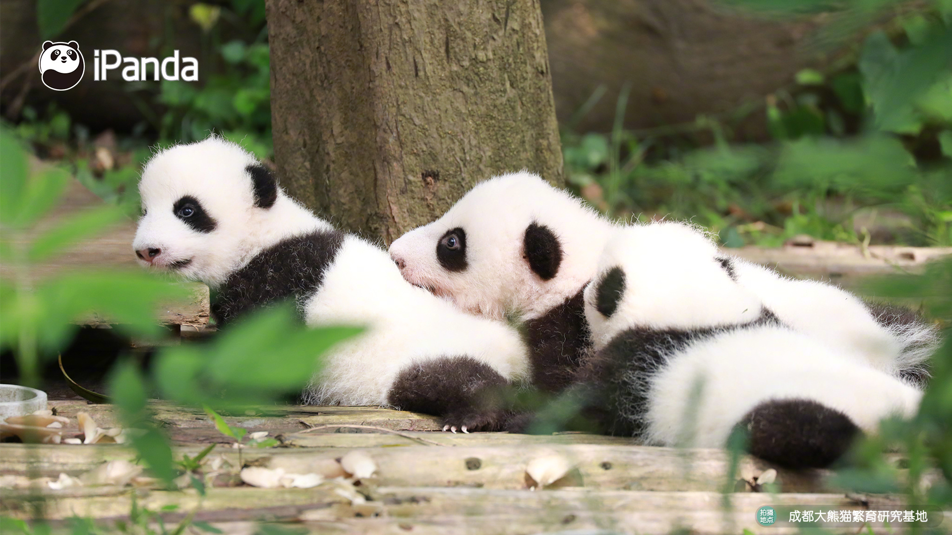 The government released a report showing improved air quality in urban areas