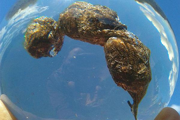 Marine biologists launch project to restore damaged coral reefs in tropical oceans