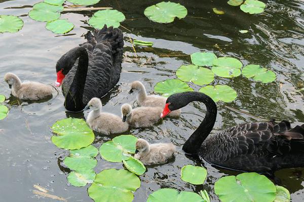 The local zoo welcomed a new baby animal born as part of a conservation program