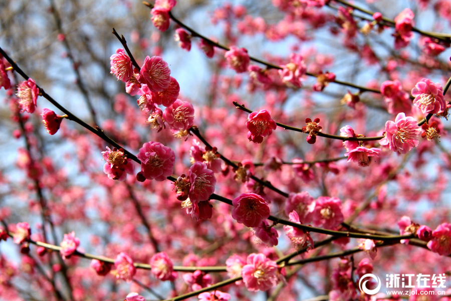A new species of butterfly was found in a nature reserve