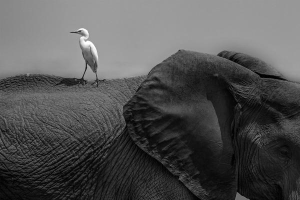 A national park closed some backcountry trails during bear mating season for safety