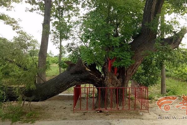 Study shows that owning a pet reduces feelings of loneliness in elderly adults