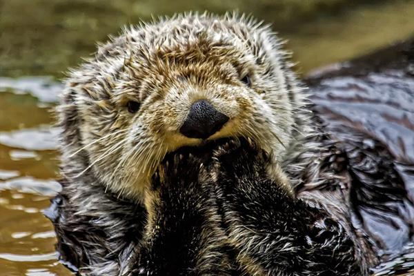 A major airline improved its in - flight services to attract more passengers