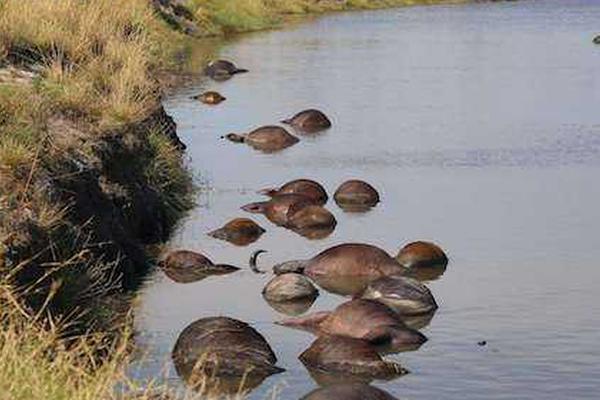 Scientists created a new method to clean up oil spills using naturally occurring bacteria