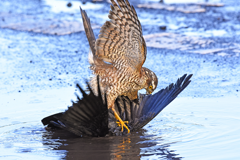 The local theater group announced it will perform a musical based on a popular animated film