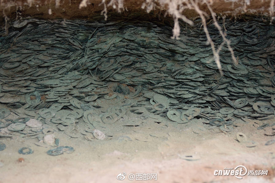 Marine biologists discovered a new species of sea slug in the coral reefs of the Pacific Ocean
