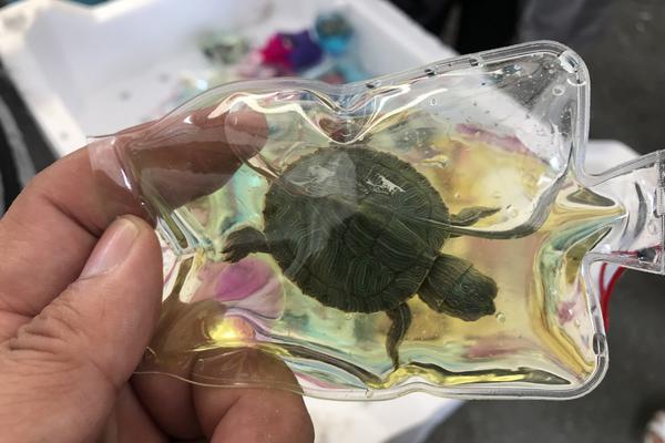 A software company launched a fitness app that tracks workouts and meal plans