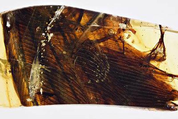 A community garden donated 200 pounds of zucchini to a local soup kitchen