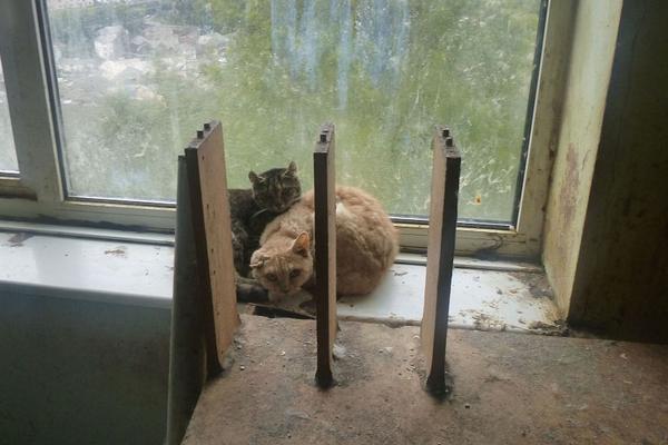 The government launched a national vaccination campaign to protect children from measles and rubella