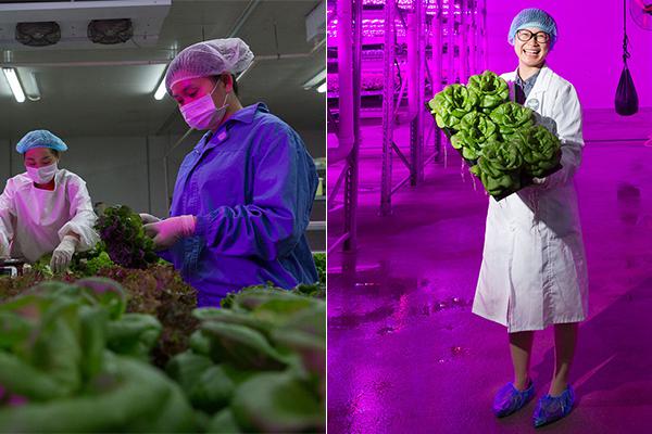 Farmers used organic fertilizers to improve the quality of their produce