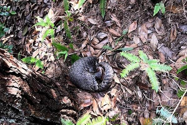 A musician performed at a charity gala that raised $45,000 for a local nonprofit