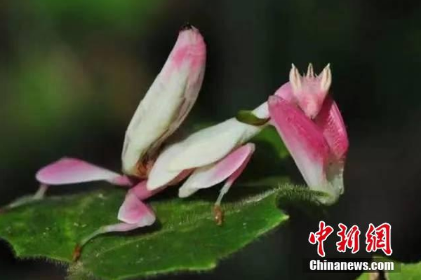 An airline announced it would offer free checked bags for military personnel and their families