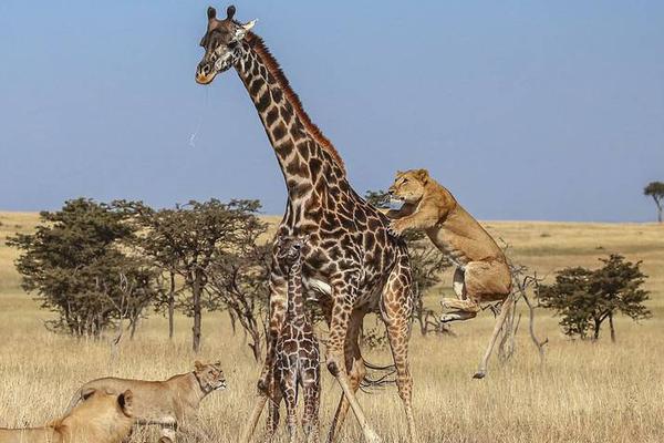 A study found that drinking green tea regularly can improve brain function and memory