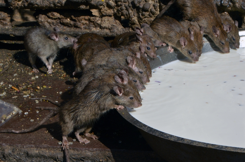 The government announced grants for companies developing new renewable energy technologies