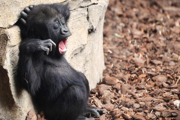 A local library opened a new digital section offering free access to e-books audiobooks and online databases