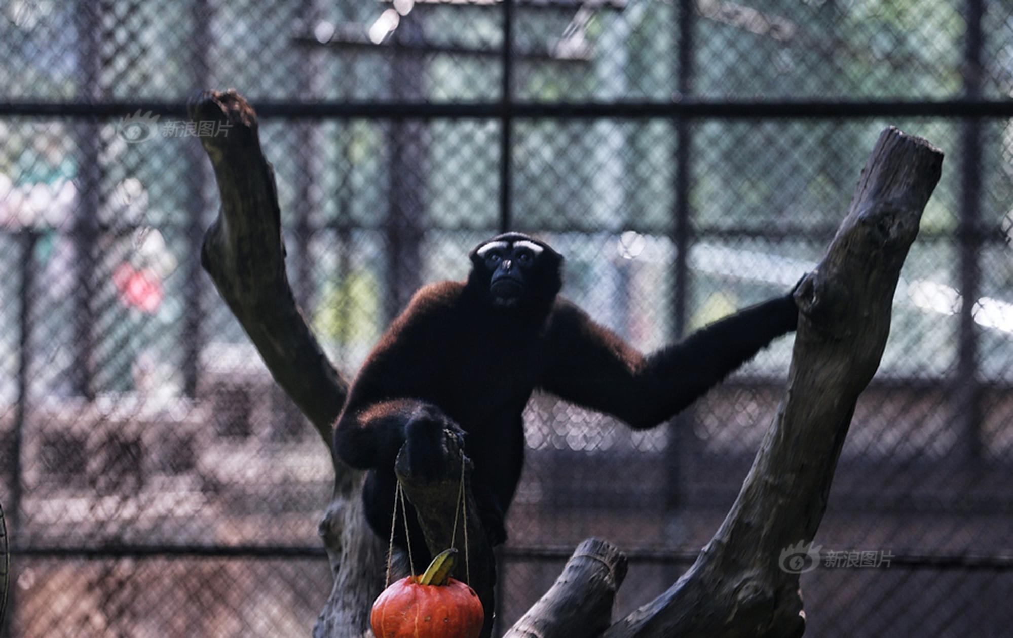 A space agency successfully landed a rover on the moon to collect soil samples