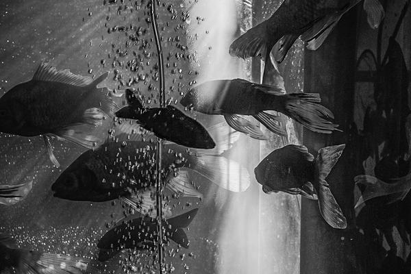 A celebrity chef opened a new restaurant specializing in Asian fusion cuisine in the downtown area