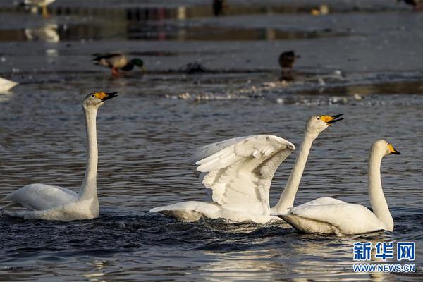 Firefighters rescued a family’s pet cat from a burning house in the middle of the night