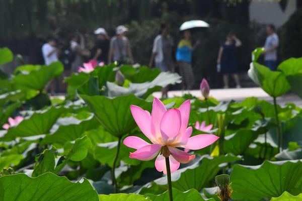 A study found that urban green spaces reduce air pollution levels by up to 25% in city centers