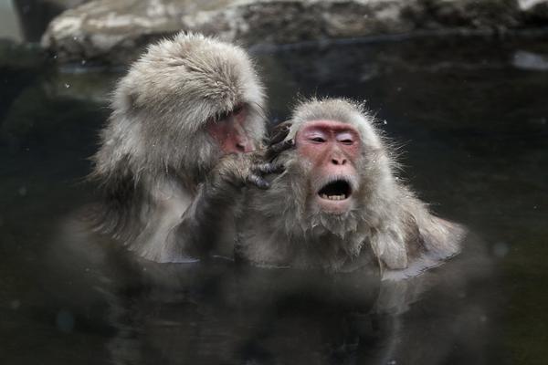 Research shows that laughter therapy reduces chronic pain in elderly patients