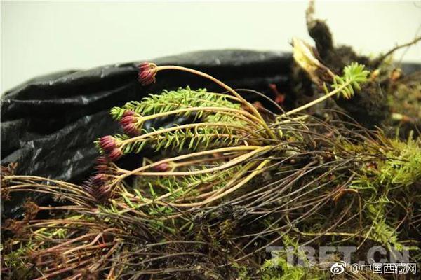 A farmers market added a section for local honey and bee products