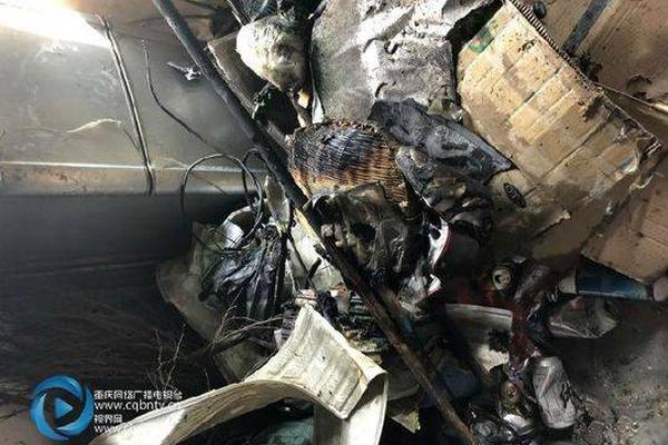 Animal rescue group transports injured wildlife to rehabilitation center