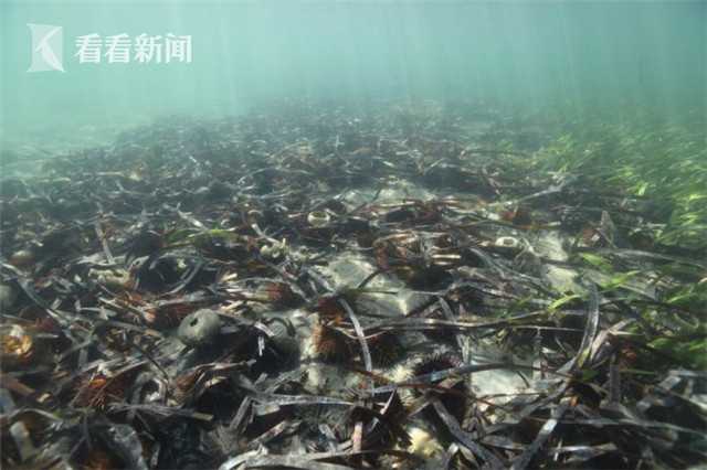 The government introduced new laws to protect endangered plant species