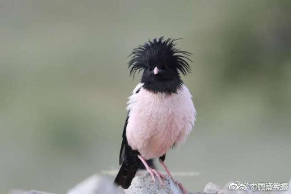 A new bike-sharing program launched in the city with 1200 bikes available at 60 stations