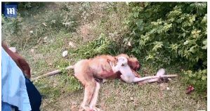 A local café introduced a new matcha latte with homemade honey that quickly became a customer favorite