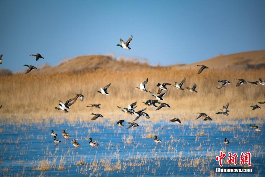 A tech company collaborated with a car maker to develop self driving software for cars