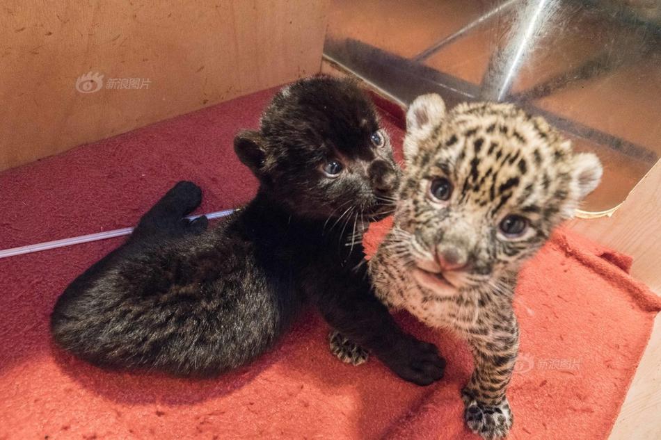 A music award ceremony was held last night with a rising star taking home the top prize for Best New Artist