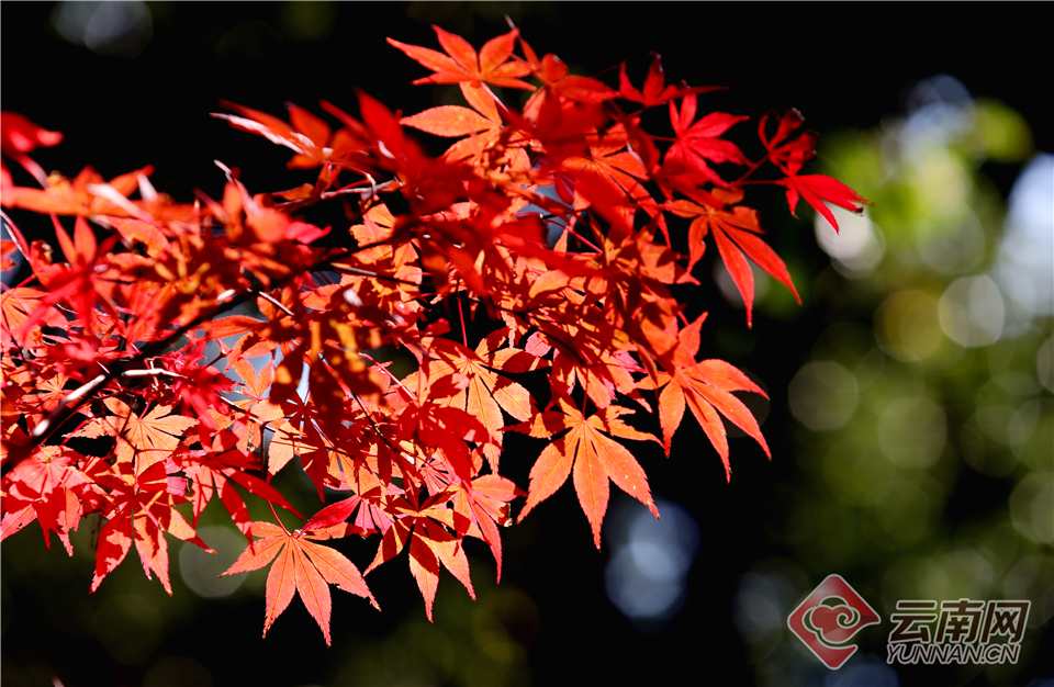 A tech company allowed employees to work four-day weeks, resulting in higher productivity