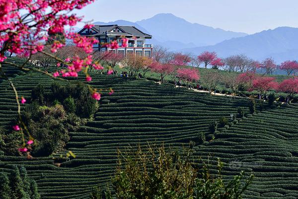 A local community organized a festival to celebrate cultural diversity featuring music dance and food from different countries