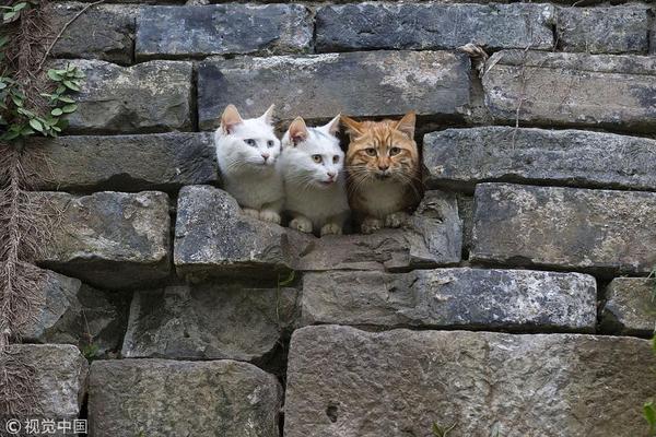 A charity raised funds to support animal shelters