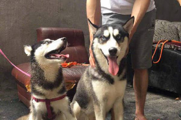 A pet rescue organization started a