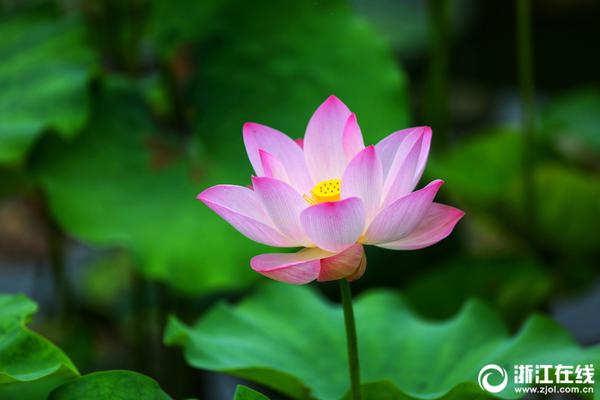 Basketball team wins national championship after final game overtime