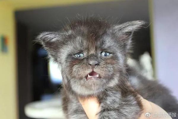 A famous chef opened a new downtown restaurant specializing in global fusion cuisine