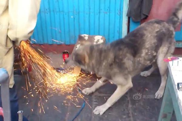 A small business owner expanded their pet store to include a self-serve dog wash station